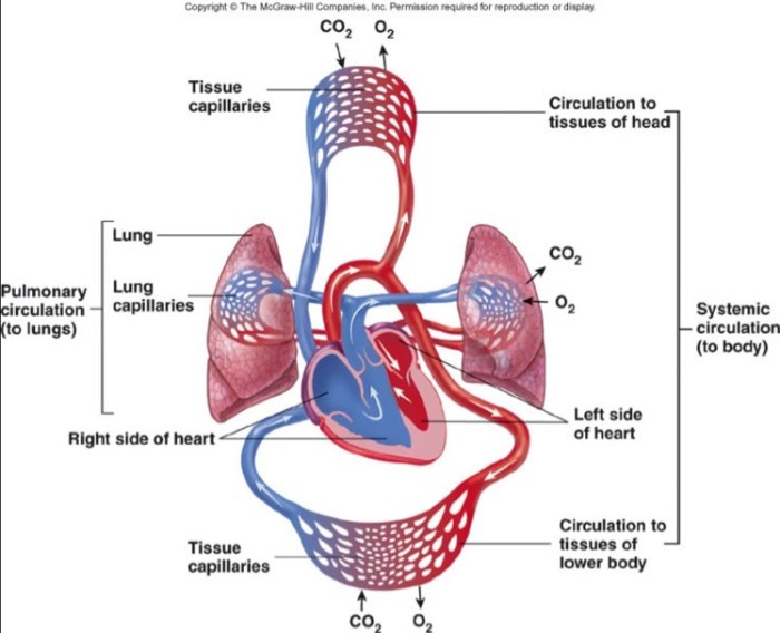 Check all of the true statements about circulatory systems below