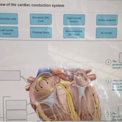 Labeling activity anatomy heart external overview posterior solved right transcribed problem text been show has answers