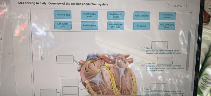 Labeling activity anatomy heart external overview posterior solved right transcribed problem text been show has answers