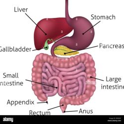 Digestive system diagram labeled worksheet