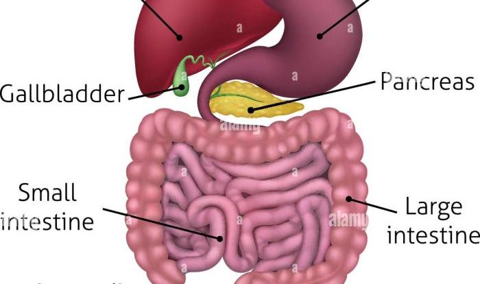 Digestive system diagram labeled worksheet