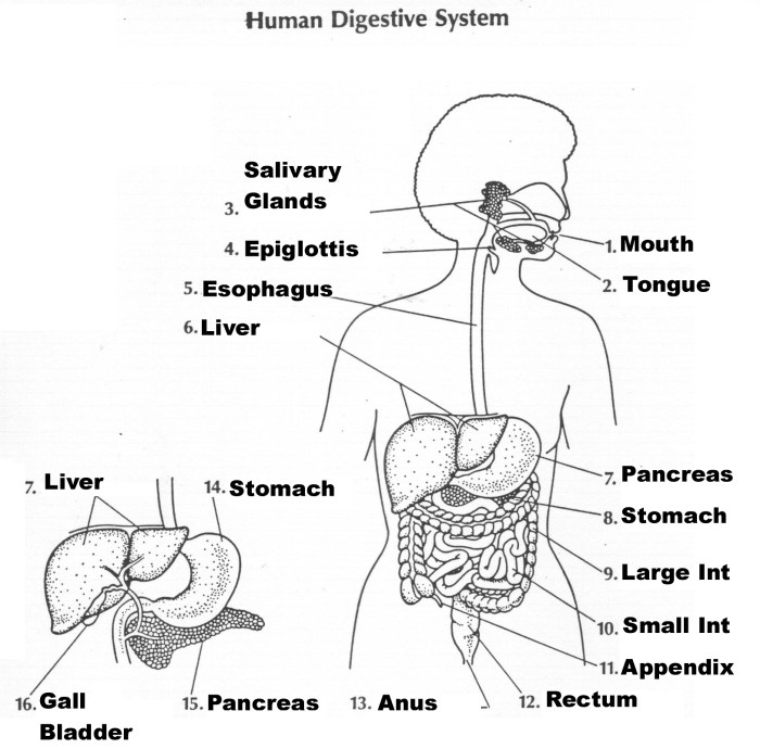 Digestive system diagram labeled worksheet