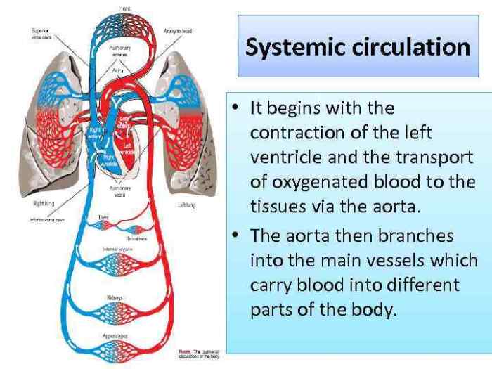 Check all of the true statements about circulatory systems below