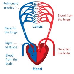 Cardiovascular circulatory pressbooks simplified humanbiology tru jwu pub