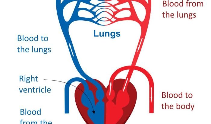 Cardiovascular circulatory pressbooks simplified humanbiology tru jwu pub