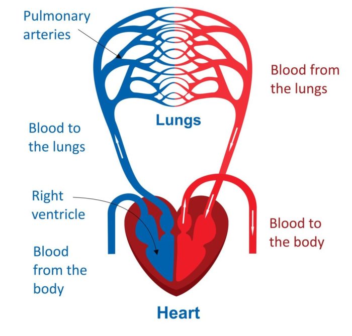 Cardiovascular circulatory pressbooks simplified humanbiology tru jwu pub